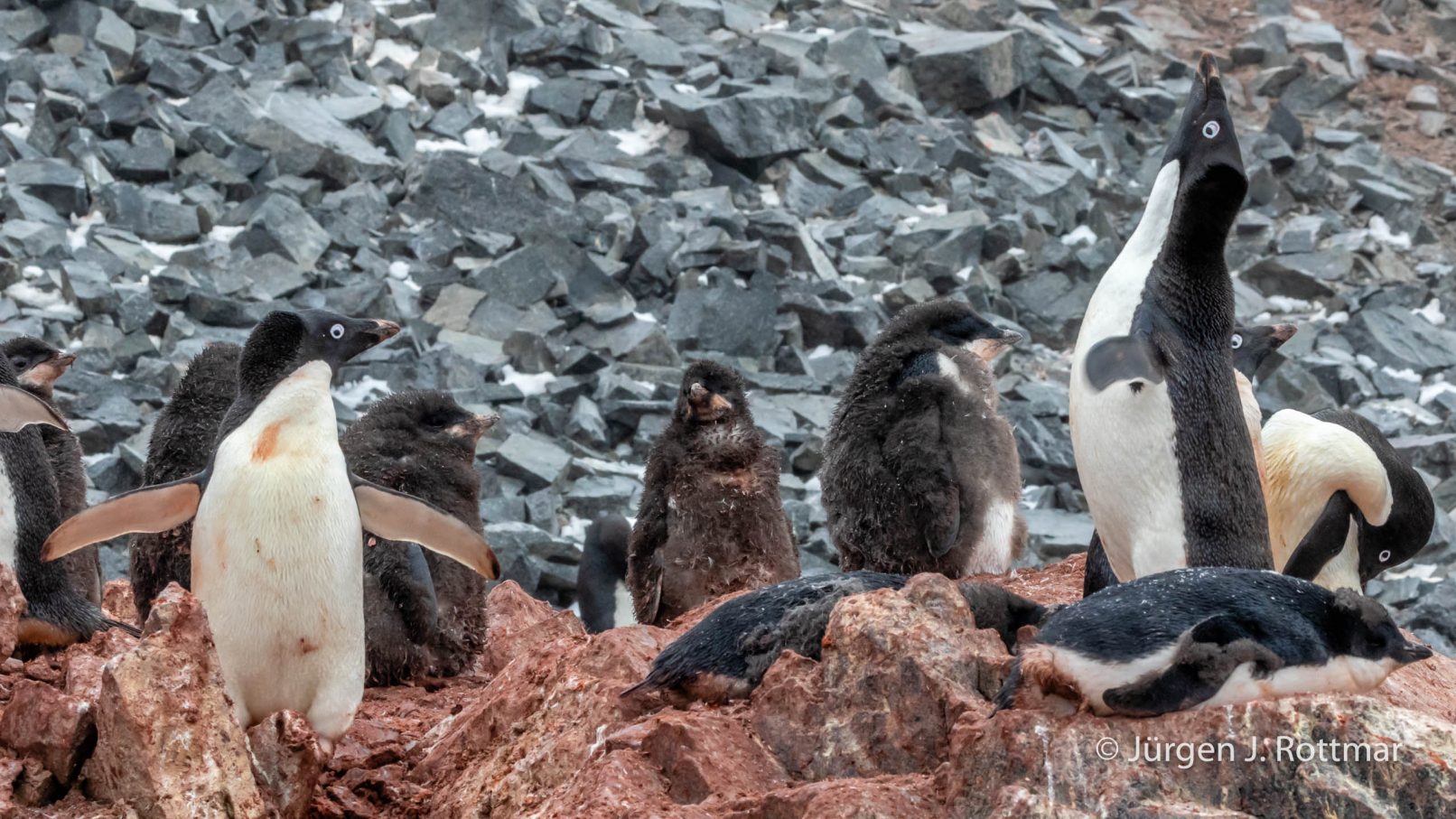 Antarctic Peninsula | Gourdin Island | Adelie Penguin (Adeliepinguin)