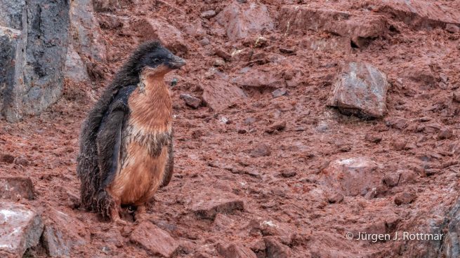 Antarctic Peninsula | Gourdin Island | Adelie Penguin (Adeliepinguin)