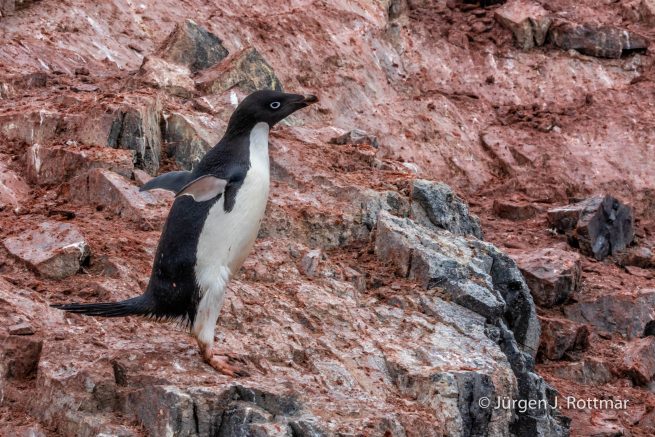 Antarctic Peninsula | Gourdin Island | Adelie Penguin (Adeliepinguin)