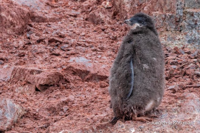 Antarctic Peninsula | Gourdin Island | Adelie Penguin (Adeliepinguin)