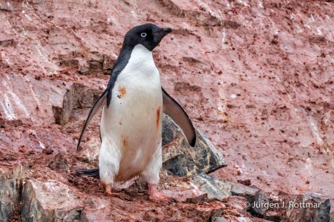 Antarctic Peninsula | Gourdin Island | Adelie Penguin (Adeliepinguin)