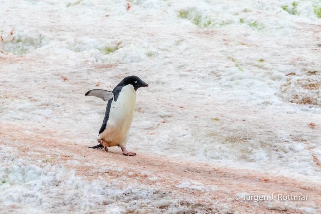 Antarctic Peninsula | Gourdin Island | Adelie Penguin (Adeliepinguin)