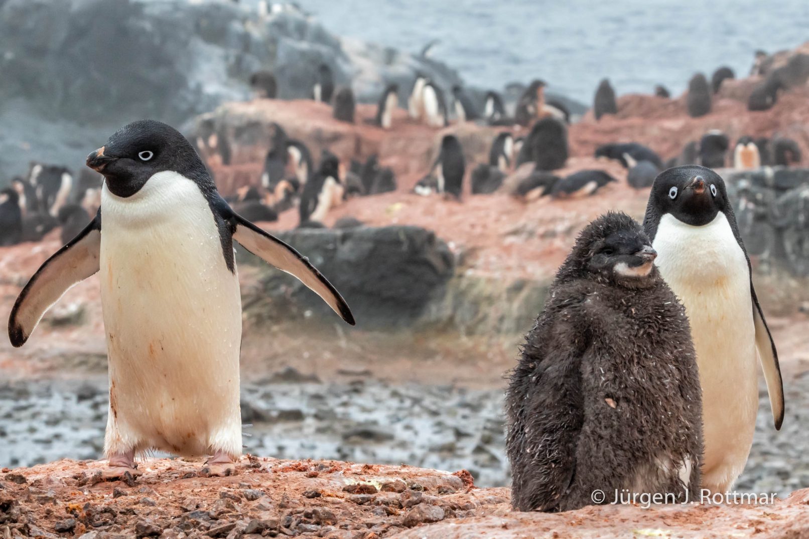 Antarctic Peninsula | Gourdin Island | Adelie Penguin (Adeliepinguin)