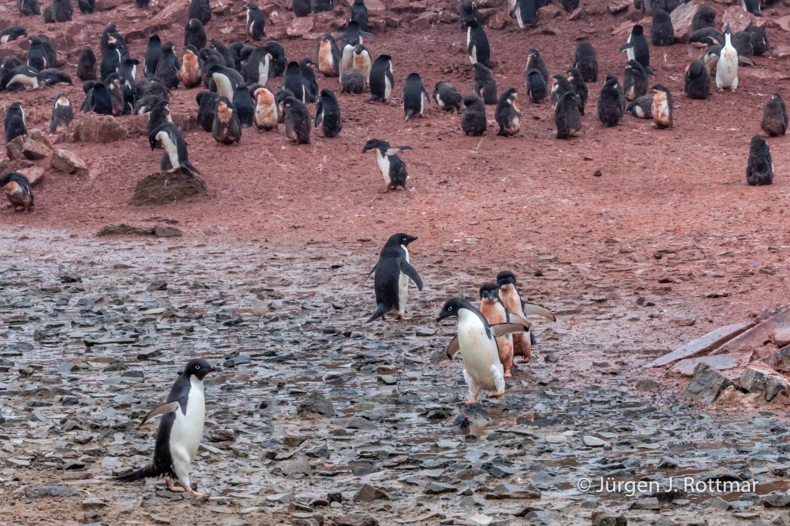 Antarctic Peninsula | Gourdin Island | Adelie Penguin (Adeliepinguin)