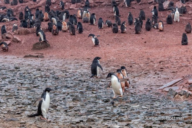 Antarctic Peninsula | Gourdin Island | Adelie Penguin (Adeliepinguin)