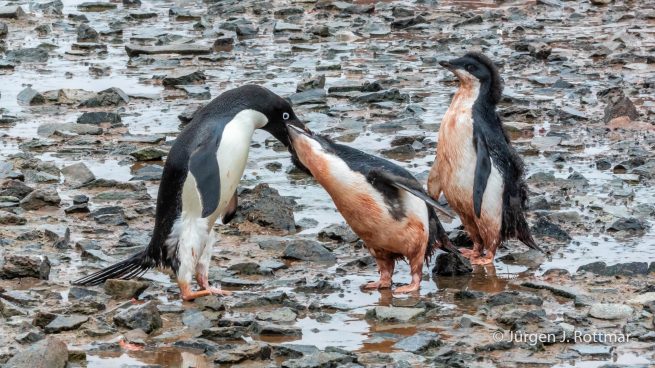 Antarctic Peninsula | Gourdin Island | Adelie Penguin (Adeliepinguin)
