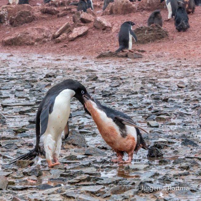 Antarctic Peninsula | Gourdin Island | Adelie Penguin (Adeliepinguin)