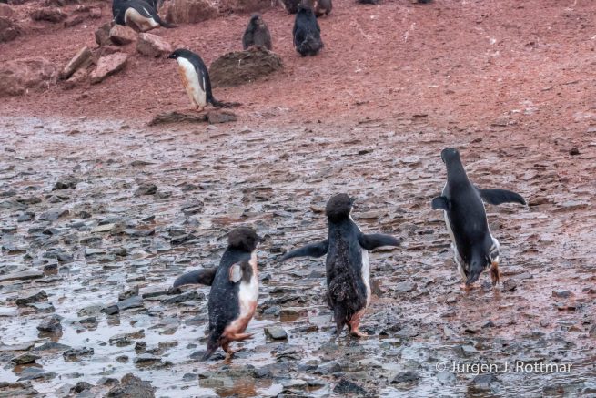 Antarctic Peninsula | Gourdin Island | Adelie Penguin (Adeliepinguin)