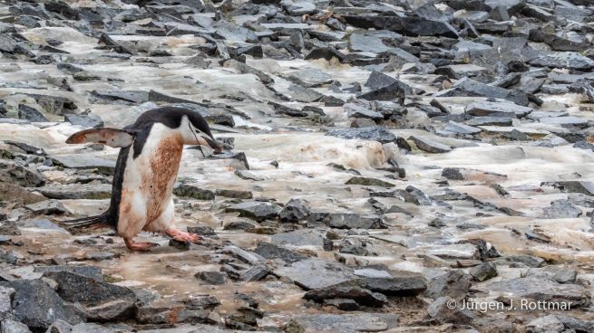 Antarctic Peninsula | Gourdin Island | Chinstrap Penguin (Zügelpinguin)
