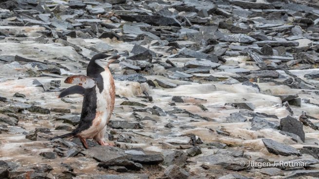 Antarctic Peninsula | Gourdin Island | Chinstrap Penguin (Zügelpinguin)