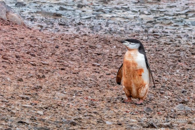 Antarctic Peninsula | Gourdin Island | Chinstrap Penguin (Zügelpinguin)
