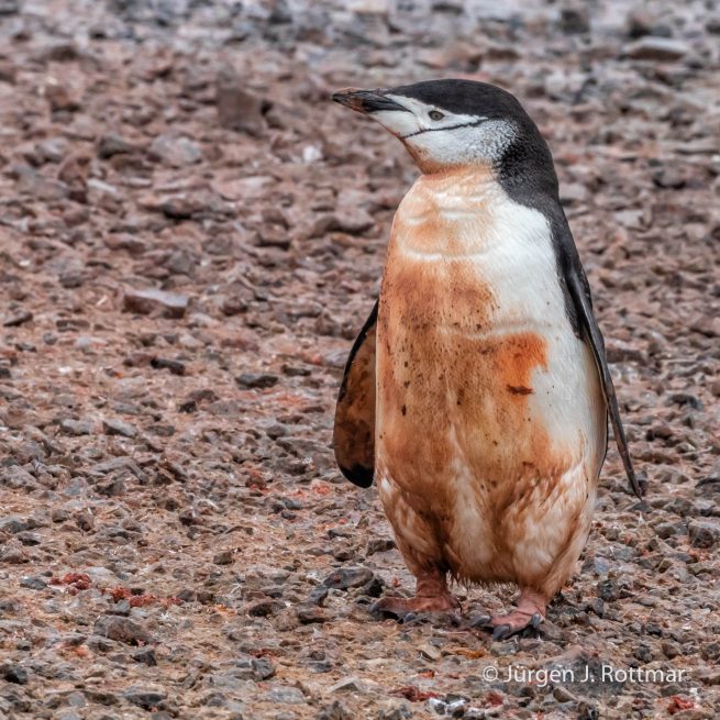 Antarctic Peninsula | Gourdin Island | Chinstrap Penguin (Zügelpinguin)
