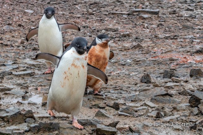 Antarctic Peninsula | Gourdin Island | Adelie Penguin + Chinstrap Penguin (Zügelpinguin)