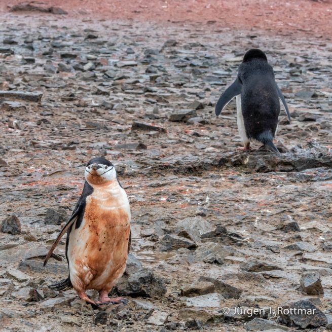 Antarctic Peninsula | Gourdin Island | Chinstrap Penguin (Zügelpinguin)