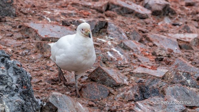 Antarctic Peninsula | Gourdin Island | Sheathbill (Scheidenschnabel)