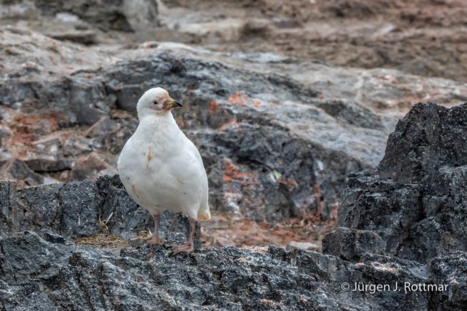 Antarctic Peninsula | Gourdin Island | Sheathbill (Scheidenschnabel)