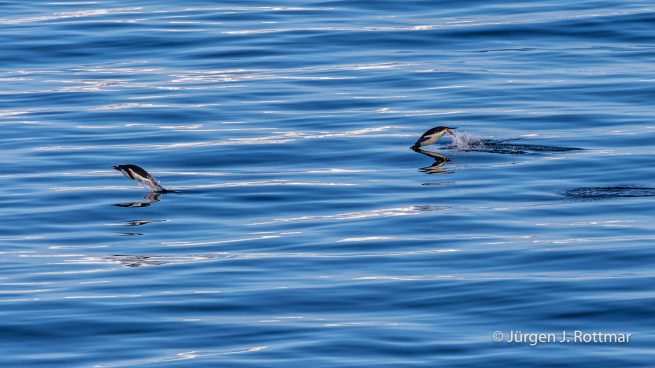 Antarctic Peninsula | Paradise Bay | Gentoo Penguin (Eselspinguin)
