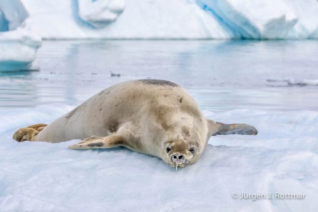 Antarctic Peninsula | Paradise Bay | Crabeater Seal (Krabbenfresser Robbe)