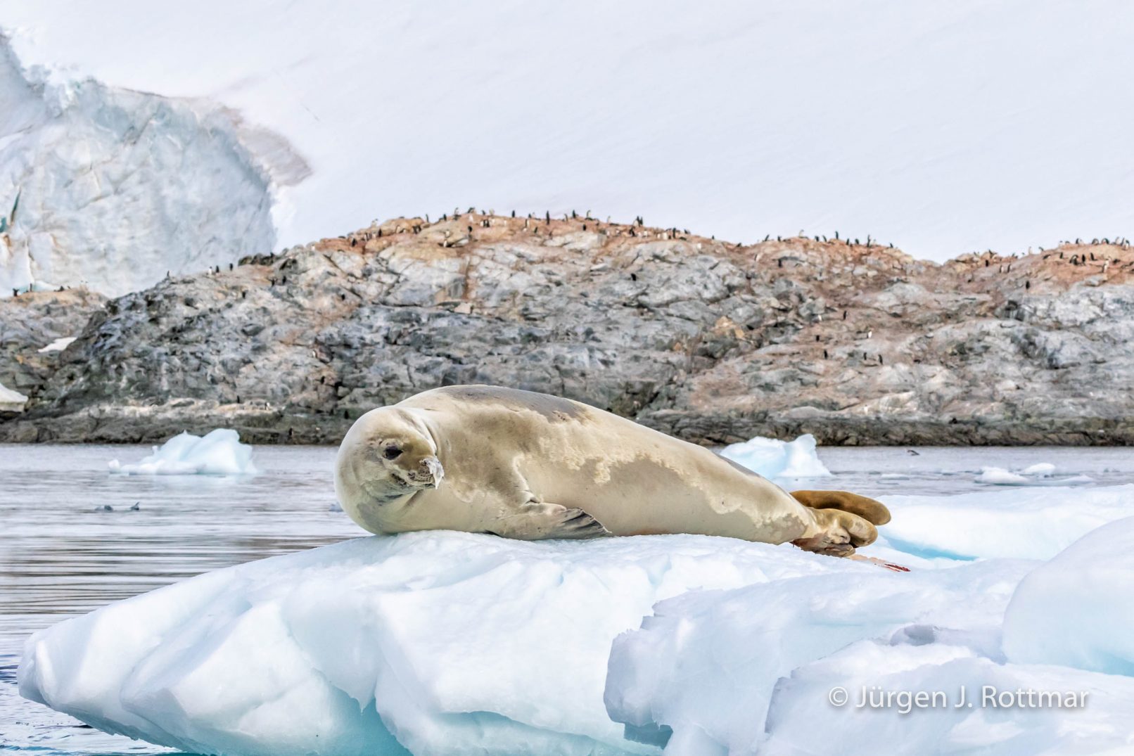Antarctic Peninsula | Paradise Bay | Crabeater Seal (Krabbenfresser Robbe)