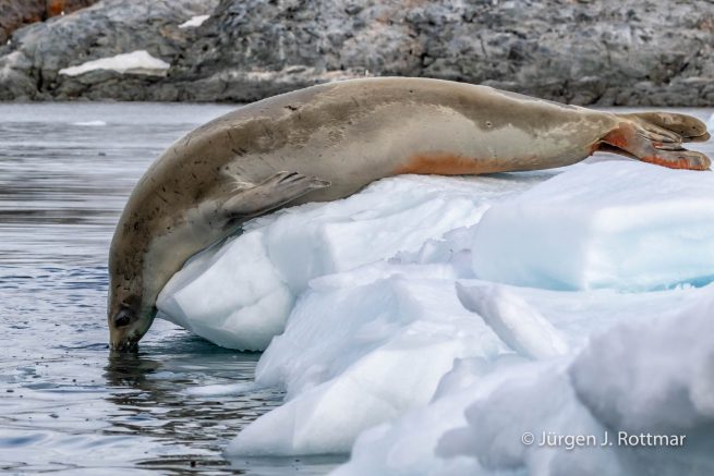 Antarctic Peninsula | Paradise Bay | Crabeater Seal (Krabbenfresser Robbe)