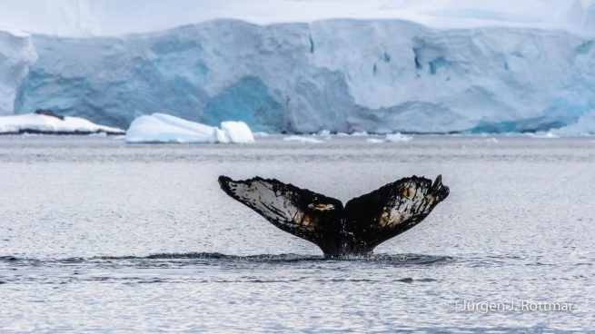 Antarctic Peninsula | Paradise Bay | Humpback Whale (Buckelwal)