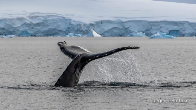 Antarctic Peninsula | Paradise Bay | Humpback Whale (Buckelwal)