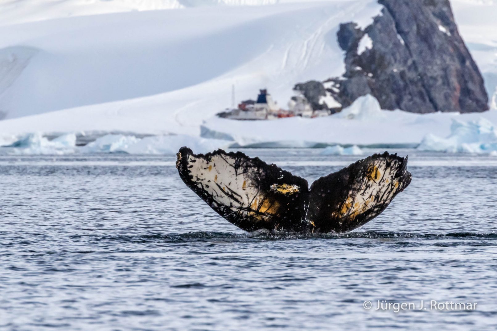 Antarctic Peninsula | Paradise Bay | Humpback Whale (Buckelwal)