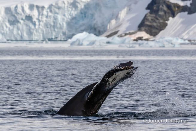 Antarctic Peninsula | Paradise Bay | Humpback Whale (Buckelwal)