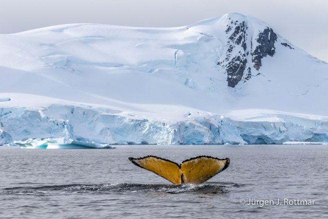 Antarctic Peninsula | Paradise Bay | Humpback Whale (Buckelwal)