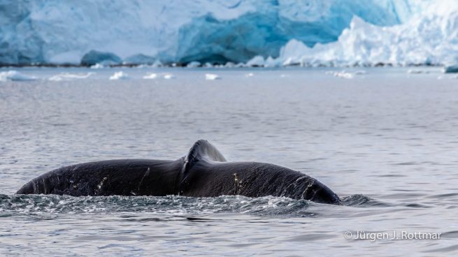 Antarctic Peninsula | Paradise Bay | Humpback Whale (Buckelwal)
