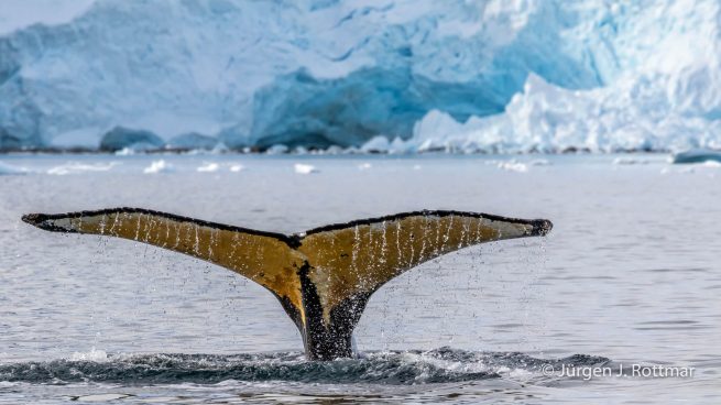 Antarctic Peninsula | Paradise Bay | Humpback Whale (Buckelwal)
