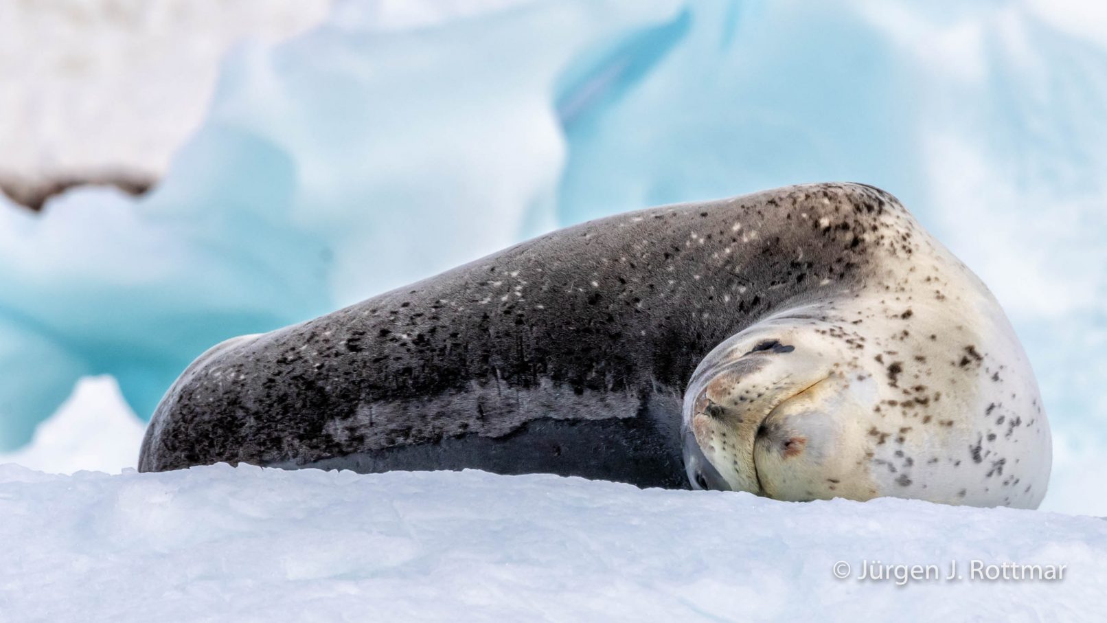Antarctic Peninsula | Paradise Bay | Leopard Seal (Seeleopard)