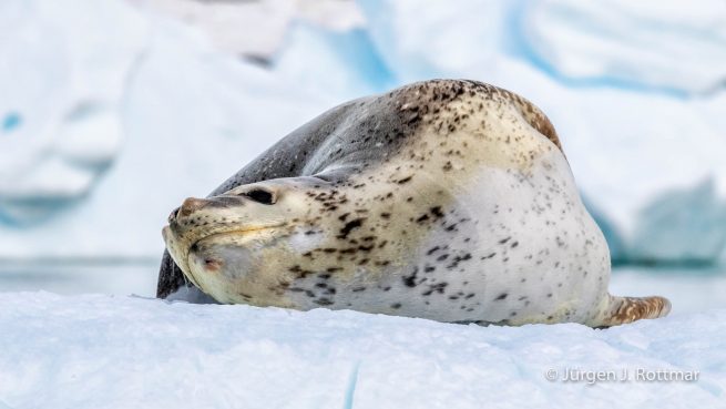 Antarctic Peninsula | Paradise Bay | Leopard Seal (Seeleopard)
