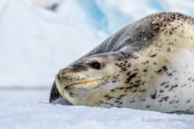 Antarctic Peninsula | Paradise Bay | Leopard Seal (Seeleopard)