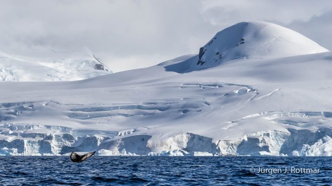 Antarctic Peninsula | Paradise Bay | Humpback Whale (Buckelwal)