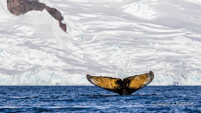 Antarctic Peninsula | Paradise Bay | Humpbackwhale (Buckelwal)
