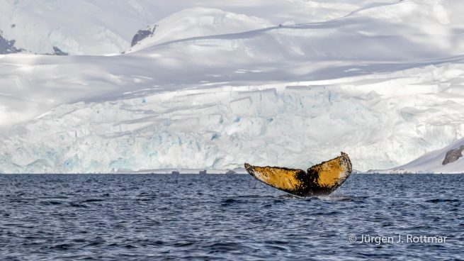 Antarctic Peninsula | Paradise Bay | Humpbackwhale (Buckelwal)