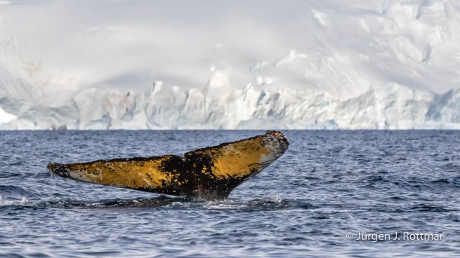 Antarctic Peninsula | Paradise Bay | Humpbackwhale (Buckelwal)