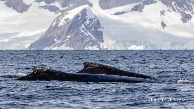 Antarctic Peninsula | Paradise Bay | Humpbackwhale (Buckelwal)