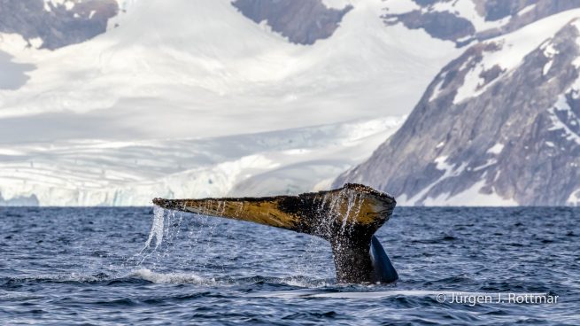 Antarctic Peninsula | Paradise Bay | Humpbackwhale (Buckelwal)