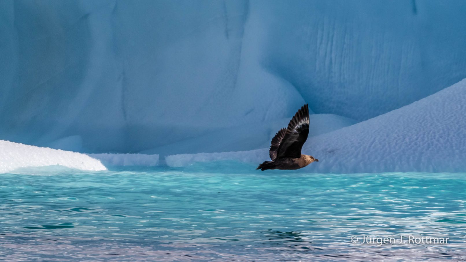 Antarctic Peninsula | Paradise Bay | Antarctic Skua (Antarktische Raubmöve)