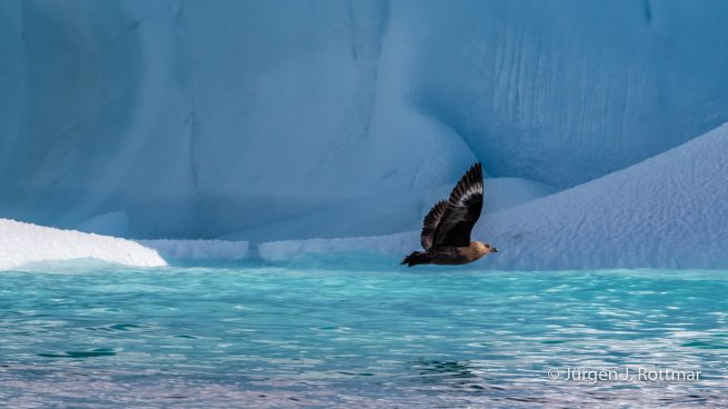 Antarctic Peninsula | Paradise Bay | Antarctic Skua (Antarktische Raubmöve)