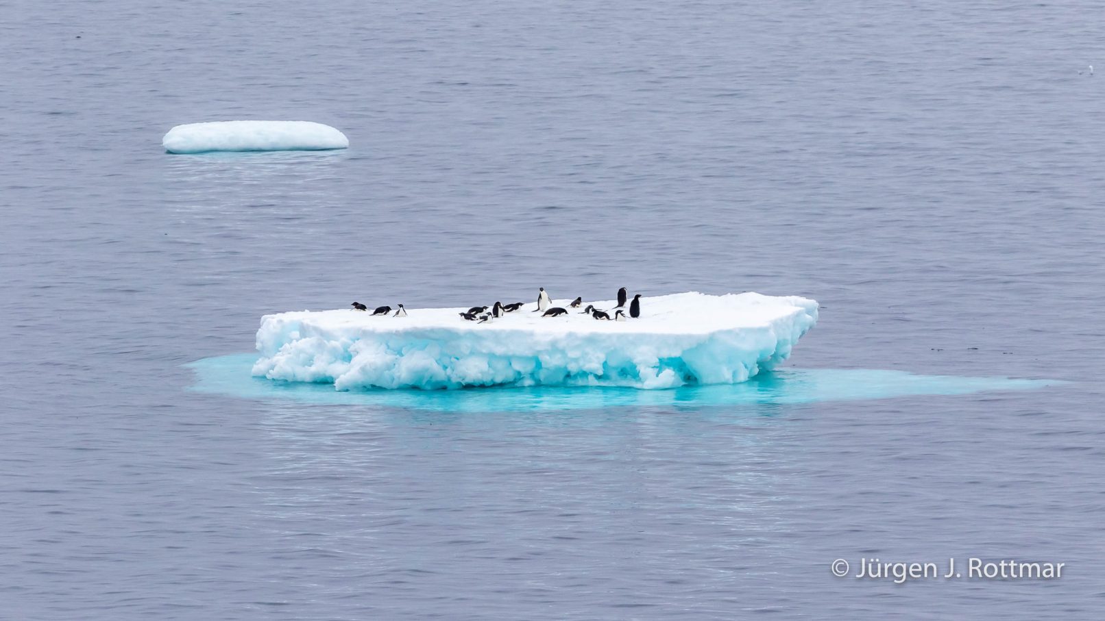 Antarctic Peninsula | Paulet Island | Adelie Penguin (Adeliepinguin)