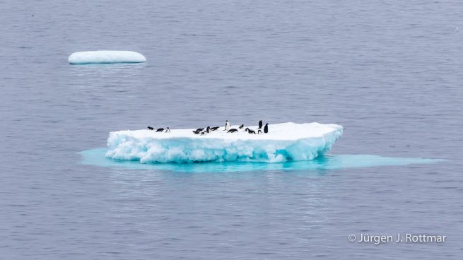 Antarctic Peninsula | Paulet Island | Adelie Penguin (Adeliepinguin)