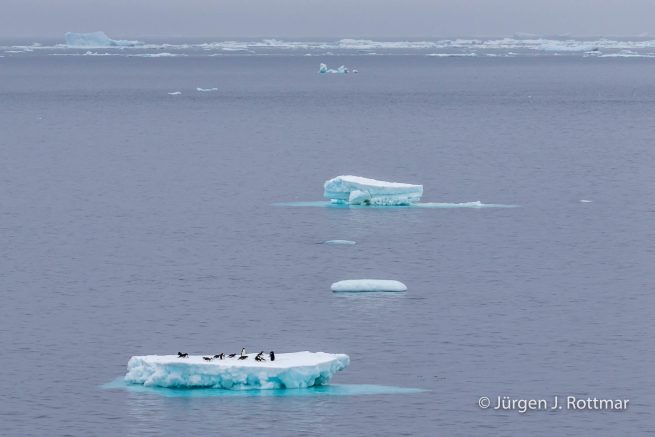 Antarctic Peninsula | Paulet Island | Adelie Penguin