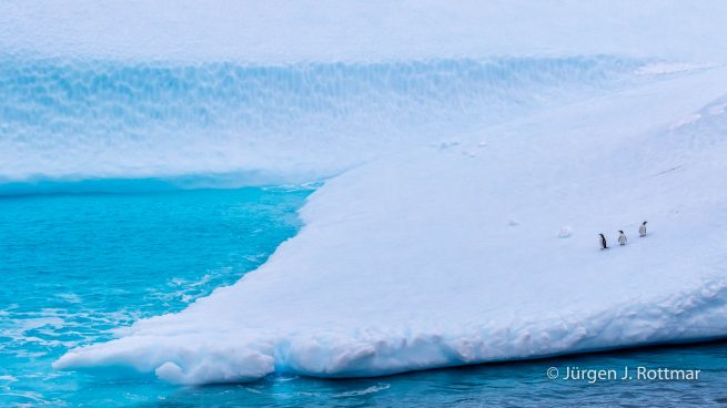 Antarctic Peninsula | Paulet Island | Adelie Penguin