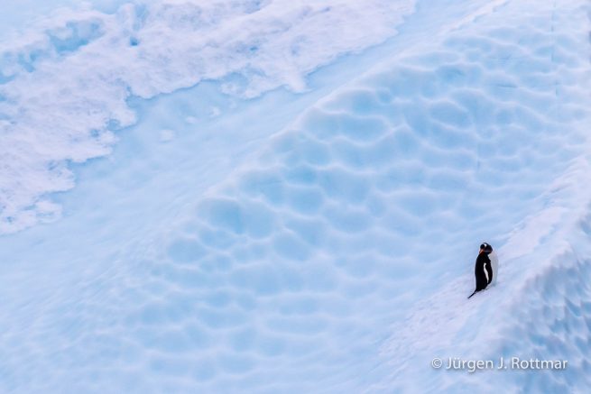Antarctic Peninsula | Paulet Island | Adelie Penguin