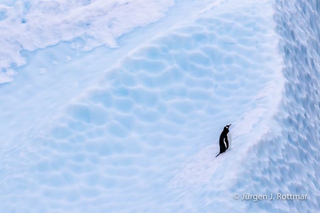 Antarctic Peninsula | Paulet Island | Adelie Penguin