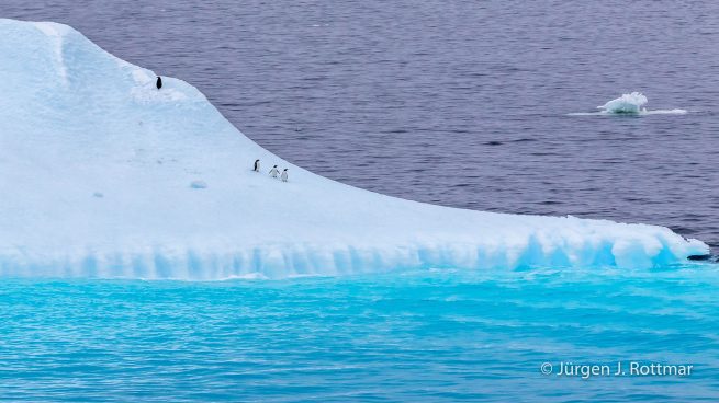 Antarctic Peninsula | Paulet Island | Adelie Penguin