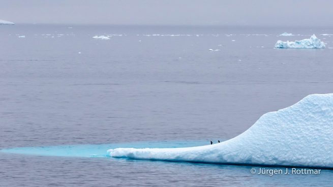 Antarctic Peninsula | Paulet Island | Adelie Penguin